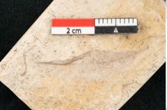 Foto (Detailansicht) von Chrysophyllum olympicum Unger (NHMW-GEO-2024-0188-8168)